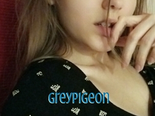 Greypigeon
