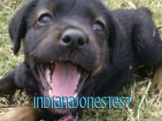 Indianajonestest