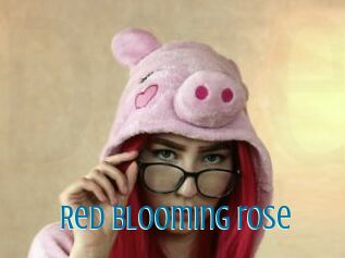 Red_blooming_rose